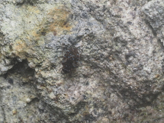 Ochteridae