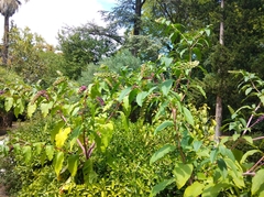 Phytolacca