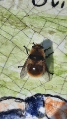Oestrinae