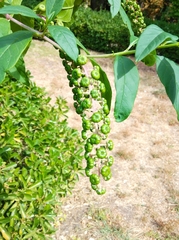 Phytolacca