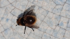 Oestrinae