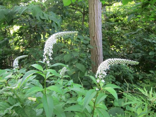 Lysimachia clethroides