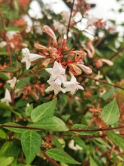 Abelia × grandiflora