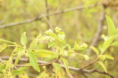 Lippia hirsuta