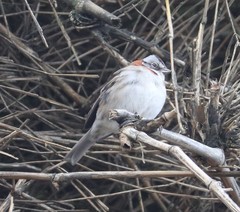Zonotrichia capensis chilensis