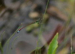 Arrenurus