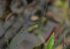 Arrenurus