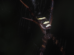 Argiope reinwardti