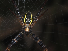 Argiope reinwardti