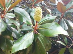 Magnolia grandiflora
