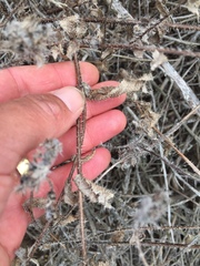 Amsinckia spectabilis