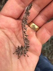 Amsinckia spectabilis