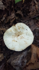 Lactifluus glaucescens