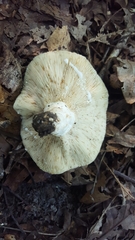 Lactifluus glaucescens
