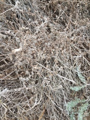 Amsinckia spectabilis