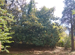 Magnolia grandiflora