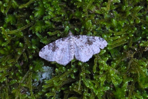 Broken-banded Carpet