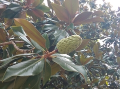 Magnolia grandiflora
