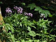 Cardamine pentaphyllos