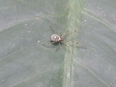 Theridion zonulatum