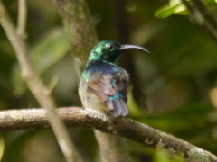 Cinnyris chloropygius