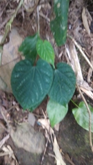 Cissus discolor