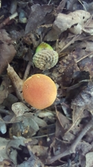 Hortiboletus campestris