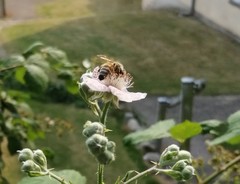 Apis mellifera