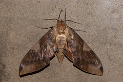 Clanis bilineata
