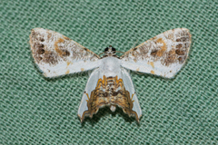 Europlema
