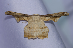 Gonodontis pallida