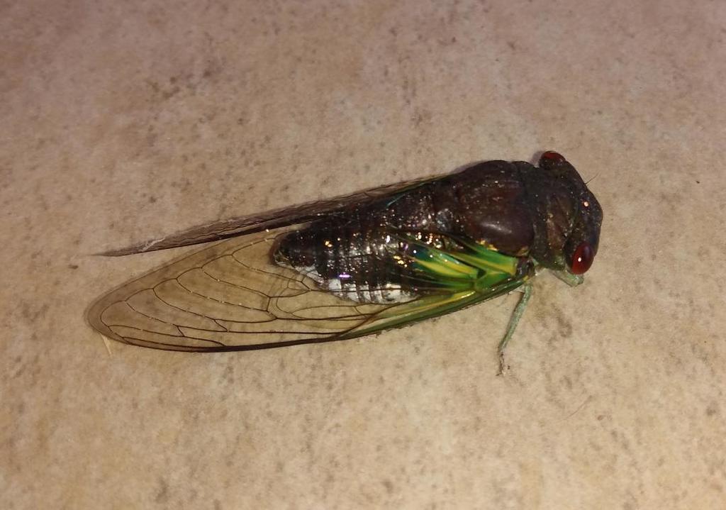 Orialella boliviana