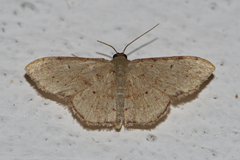 Idaea craspedota