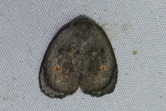 Hemonia rotundata