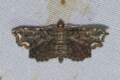 Neomusotima conspurcatalis