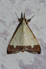 Autocharis hedyphaes