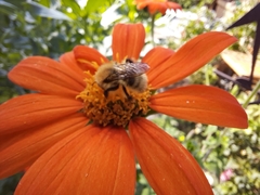 Tithonia rotundifolia