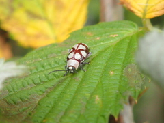 Omophoita magniguttis