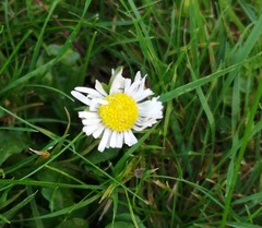 Bellis perennis