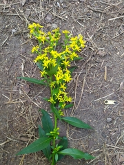 Solidago virgaurea