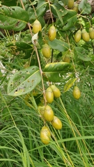 Lagerstroemia parviflora