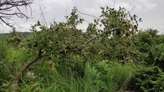 Lagerstroemia parviflora