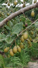 Lagerstroemia parviflora