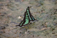 Graphium cloanthus