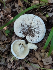 Lactifluus bertillonii
