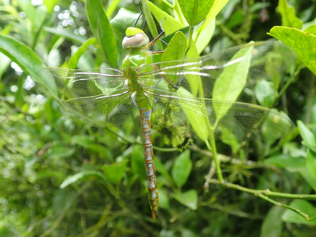 Blue-spotted Comet Darner