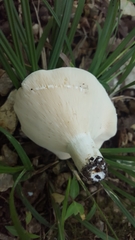 Lactifluus glaucescens