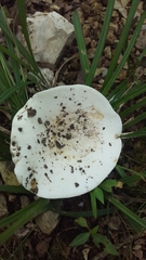 Lactifluus glaucescens