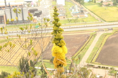 Agave sylvesteriana
