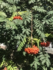 Sorbus aucuparia